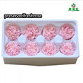 Preserved Carnation 4-5cm For Mother‘s Day DIY Flower Material 7