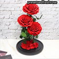 Three Lives III Preserved Flower Gift Giant 3Roses In Glass Cover For Love 6