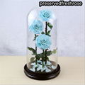 Three Lives III Preserved Flower Gift Giant 3Roses In Glass Cover For Love 10