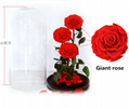 Three Lives III Preserved Flower Gift Giant 3Roses In Glass Cover For Love