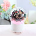 Aromatherapy Humidifier With Preserved Flowers Home Air Humidifier