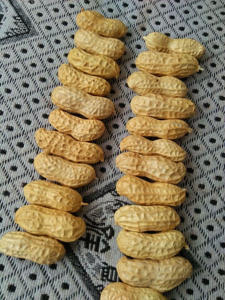 supply peanut in shell  2