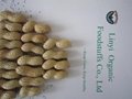 supply peanut in shell  4