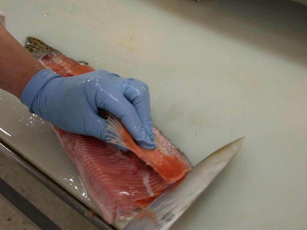 Wild salmon filleting