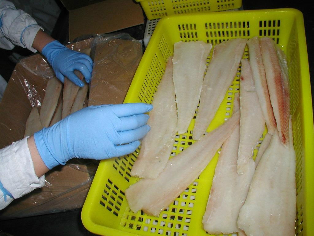 Alaska pollock IQF packing