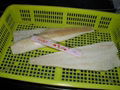  Cod (Atlantic cod & Pacific cod) loin, light salted G.morhua;  G. Macrocephalus 3