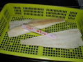  Cod (Atlantic cod & Pacific cod) loin, light salted G.morhua;  G. Macrocephalus