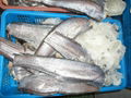 New Zealand Hoki fillets portions tails loins Macruronus novaezelandiae