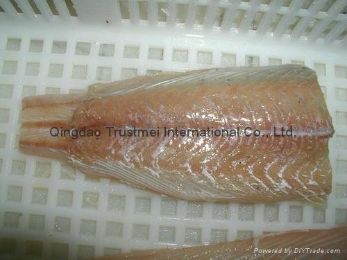 Saithe fillets portions lightly salted Pollachius virens 3