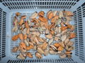 Mussel meat (Mytilus edulis) 2