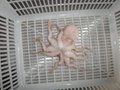 Baby Octopus(Octopus ocellatus) 3
