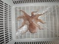 Baby Octopus(Octopus ocellatus) 4