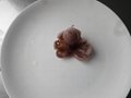 Baby Octopus(Octopus ocellatus) 5
