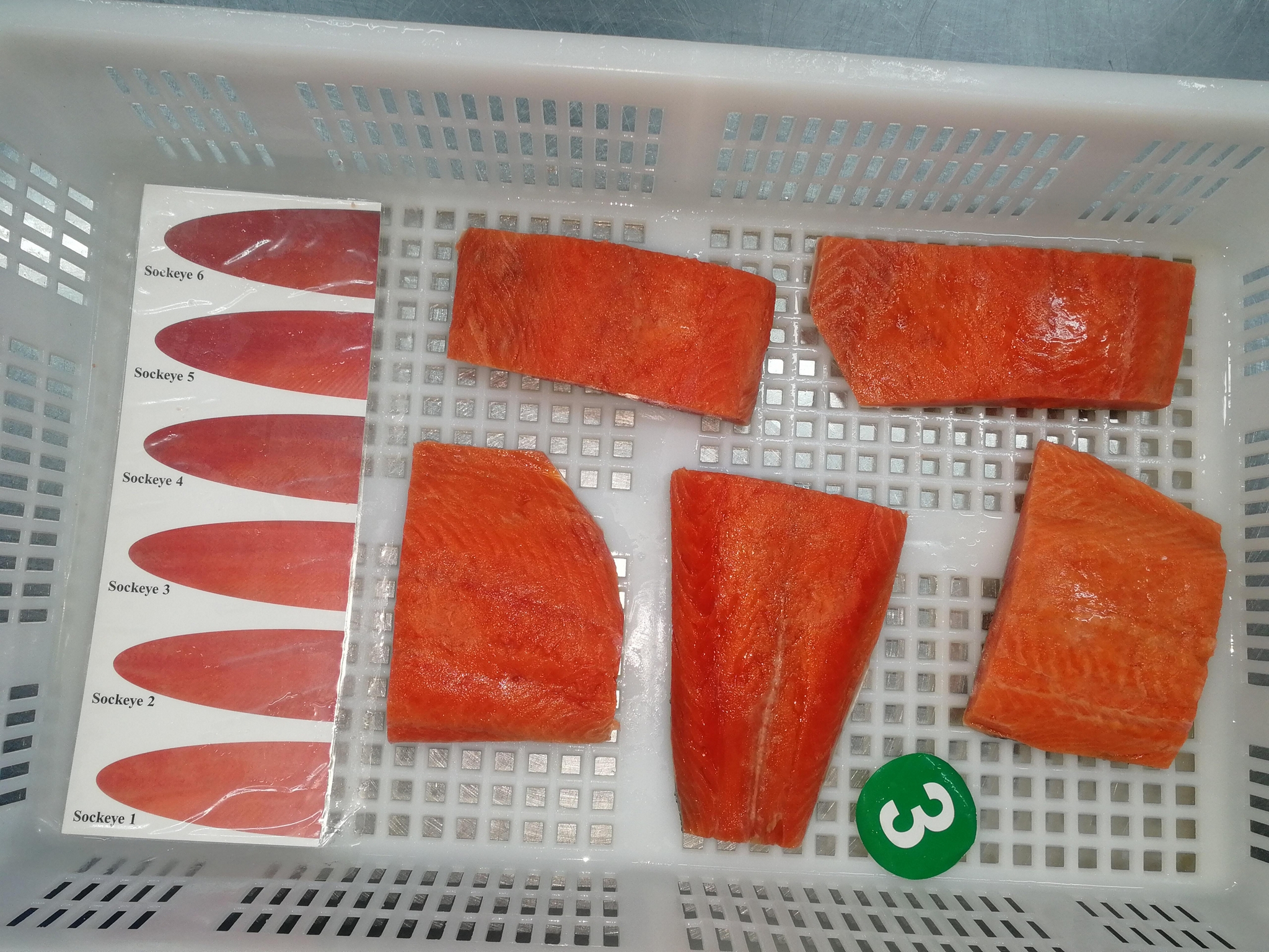 Wild salmon fillet, portions; (Pink salmon, chum salmon,sockeye salmon) 5