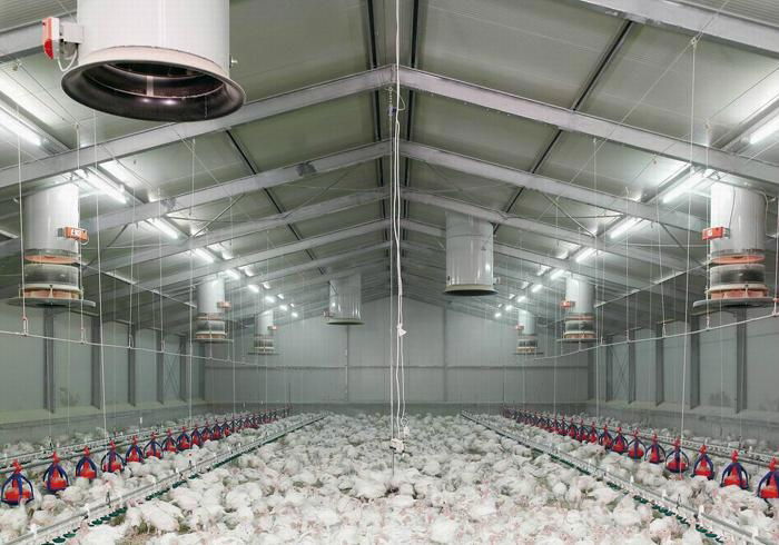 Poultry farming chicken T8 driverless led tubes light poultry feed tube 3