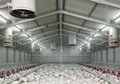 Poultry farming chicken T8 driverless led tubes light poultry feed tube 3