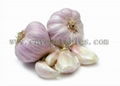 Yunnan purple garlic  1