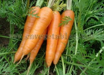 Fresh Carrot Shandong variety 