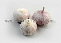 Fresh solo garlic (single clove garlic)