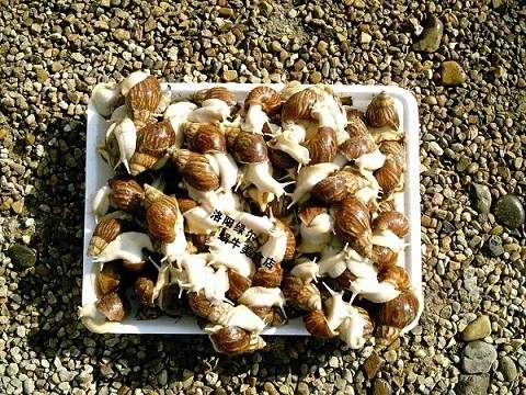 鲜活白玉蜗牛