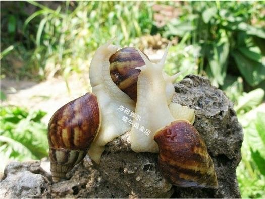 鲜活白玉蜗牛 3