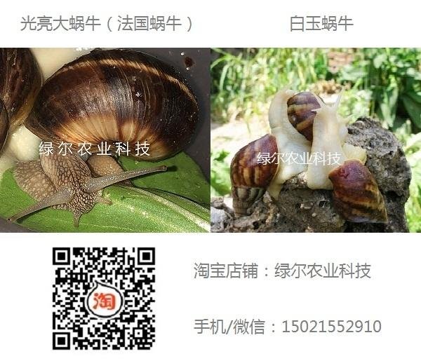 鲜活白玉蜗牛 4