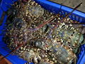 Live Ornate Lobsters 2