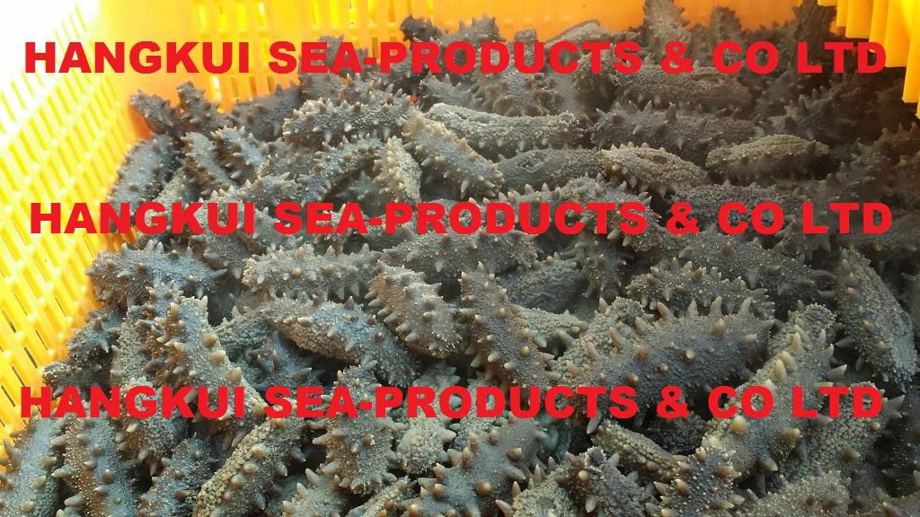 Dried Sea Cucumbers