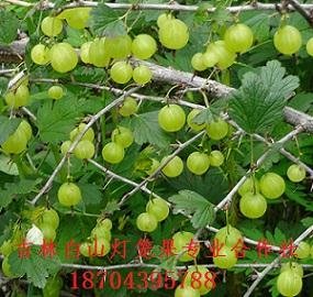 雙季紅樹莓苗 2