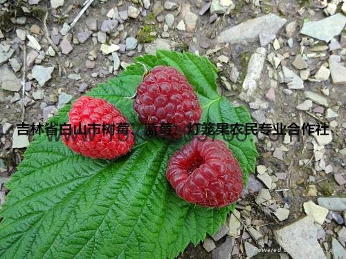 樹莓種苗 5
