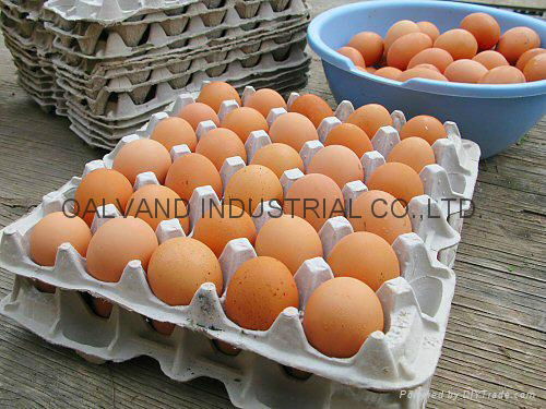 Eco-friendly Waste Paper Pulp Molded Egg Tray Machine