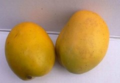 Decorative mango for display 
