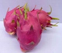 Artificial fruits pitaya 