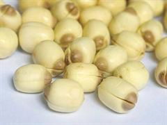 Lotus Seed