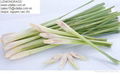 LEMONGRASS 1