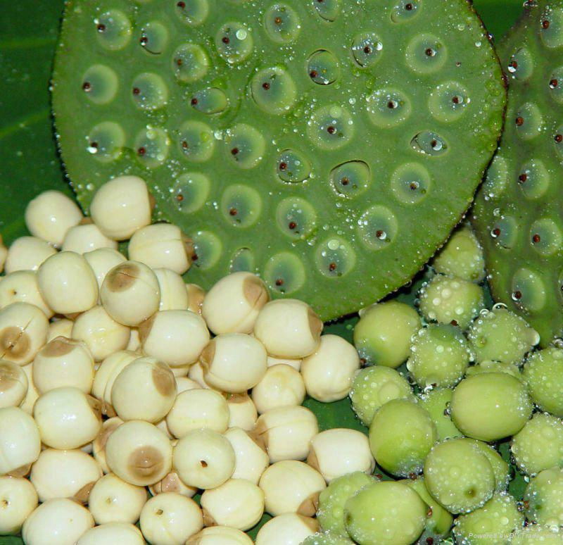 Lotus Seed 4