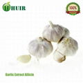 Garlic extract 3