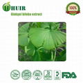 Ginkgo Biloba Extract Powde 2