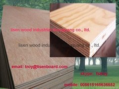commercial plywood/plywood sheet/okoume faced plywood 