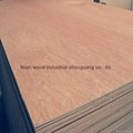 commercial plywood/plywood sheet/okoume faced plywood  3