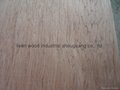 commercial plywood/plywood sheet/okoume faced plywood  4