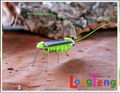 Mini Locust Solar Grasshopper Insect Bug Solar Energy Powered Child Kid Toy 