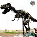 Life Size Dinosaur Fossil Skeleton 1
