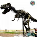 Life Size Dinosaur Fossil Skeleton