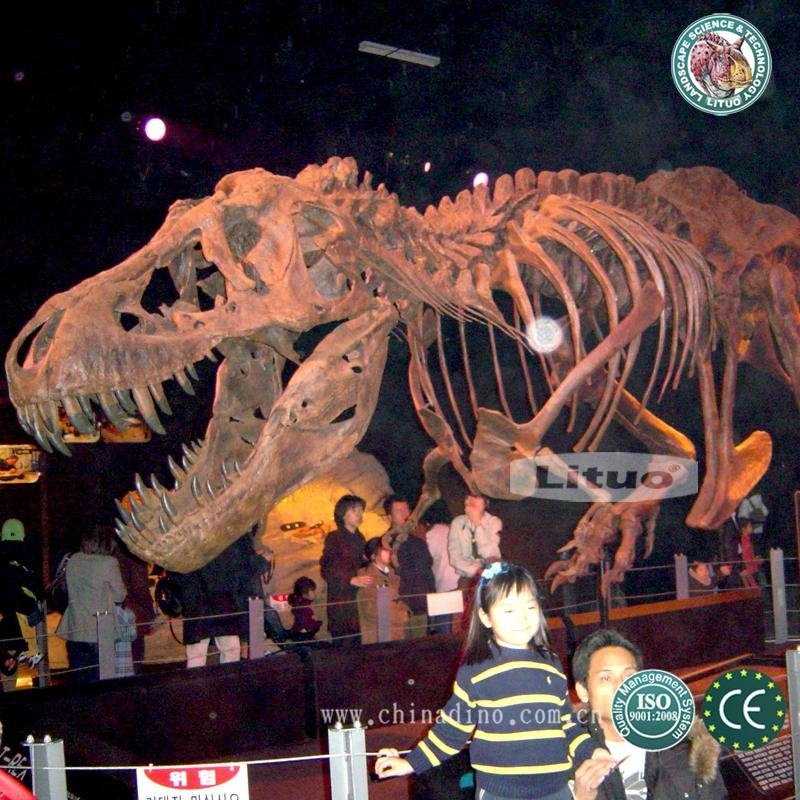 Life Size Dinosaur Fossil Skeleton 2