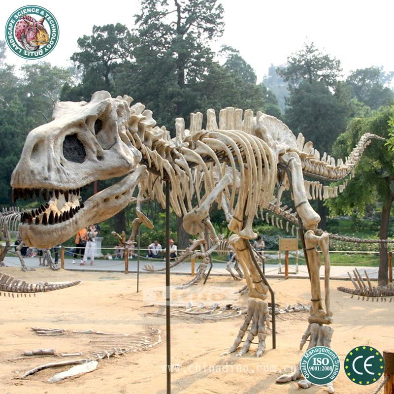 Life Size Dinosaur Fossil Skeleton 3