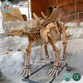 Life Size Dinosaur Fossil Skeleton 2