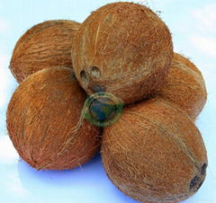 Dry Coconuts