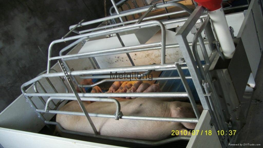 Animal husbandry equipment- Pig Farrowing crate with PVC Plank fence 3