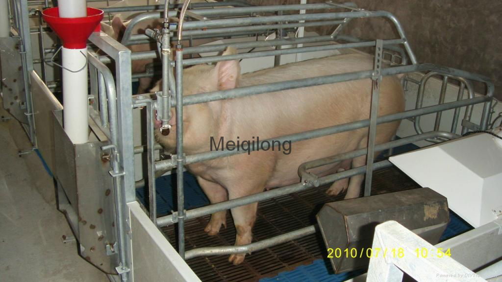 Animal husbandry equipment- Pig Farrowing crate with PVC Plank fence 5